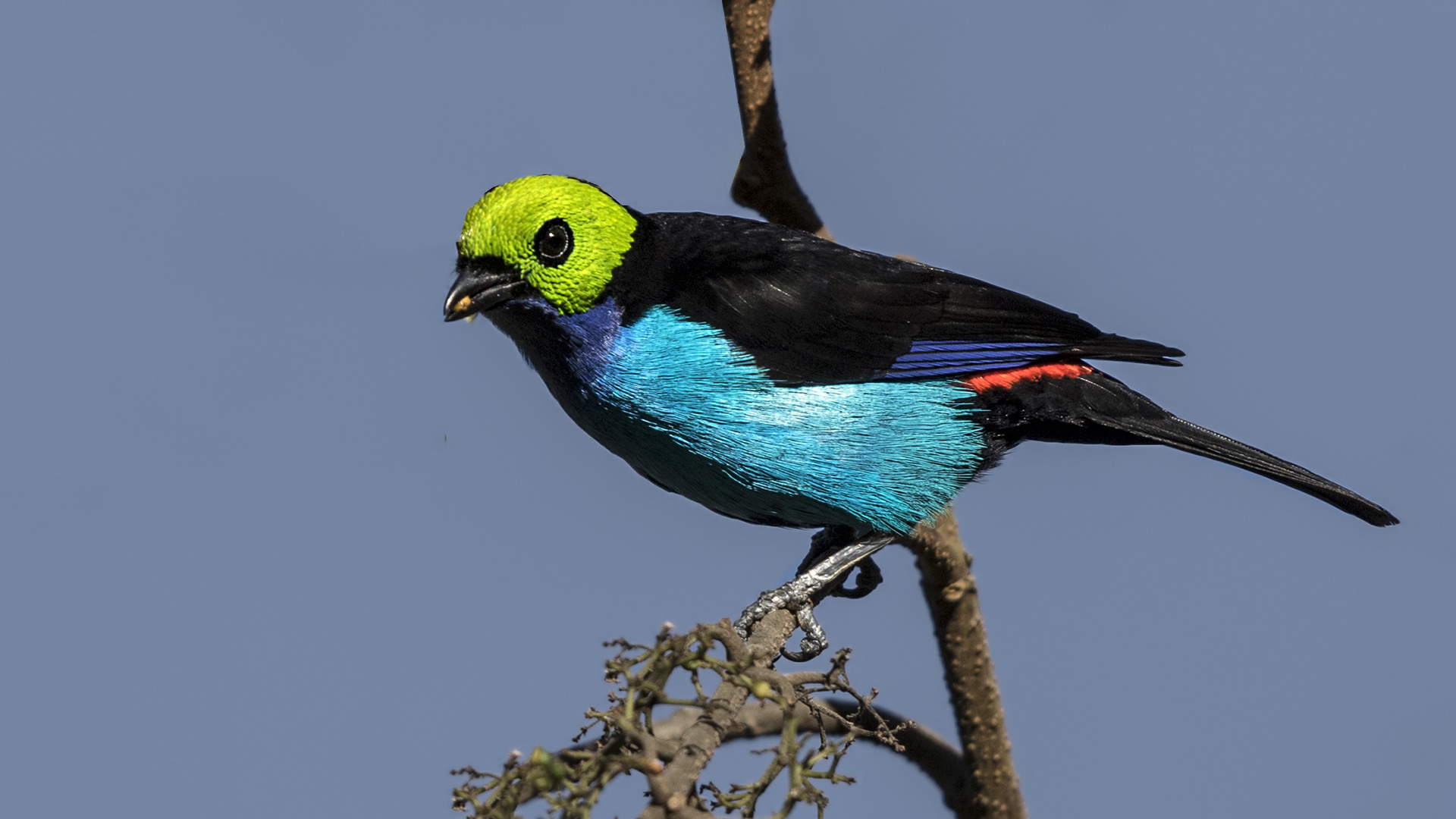 Paradise Tanager